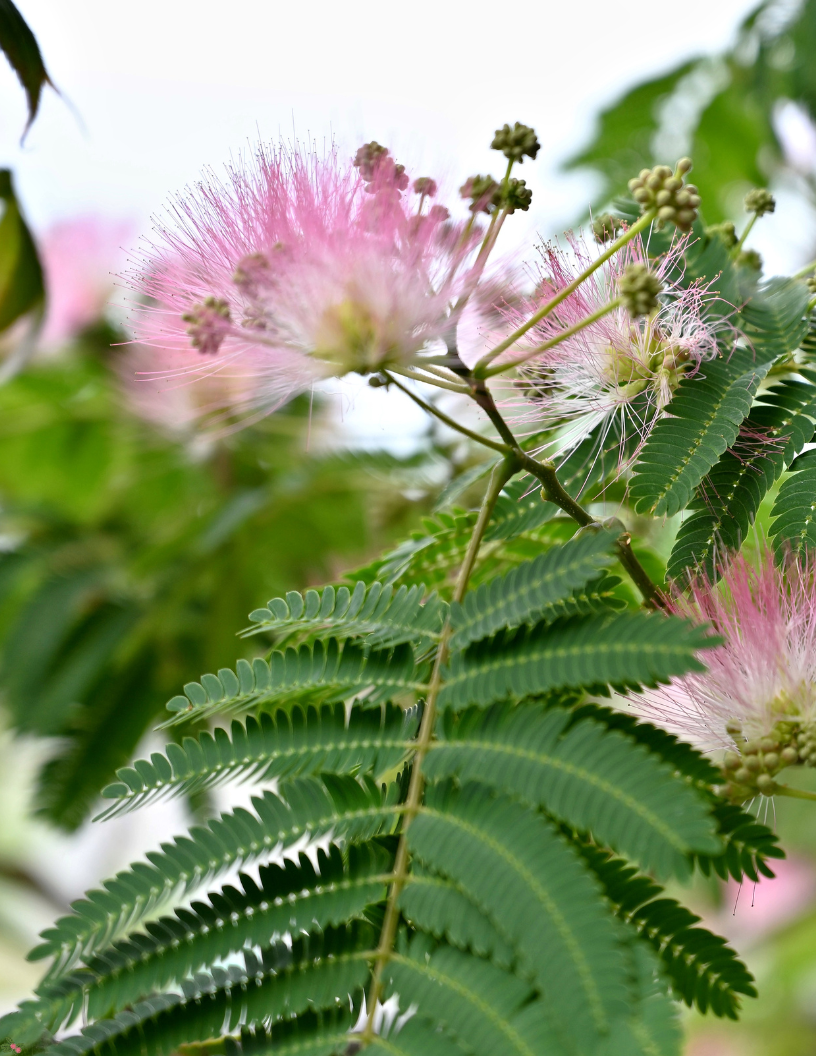 Orion Herbs Company