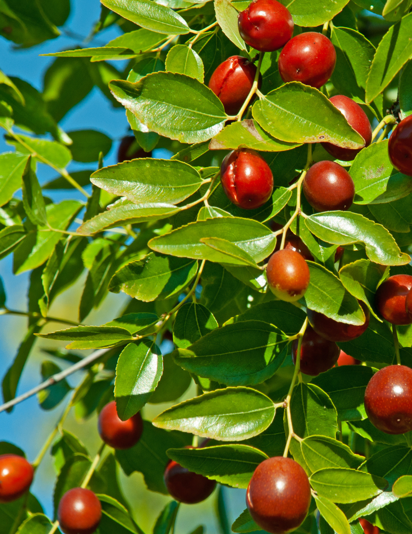Orion Herbs Company