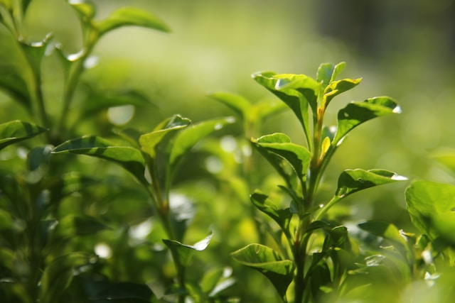 7 Incredible Facts About Green Tea