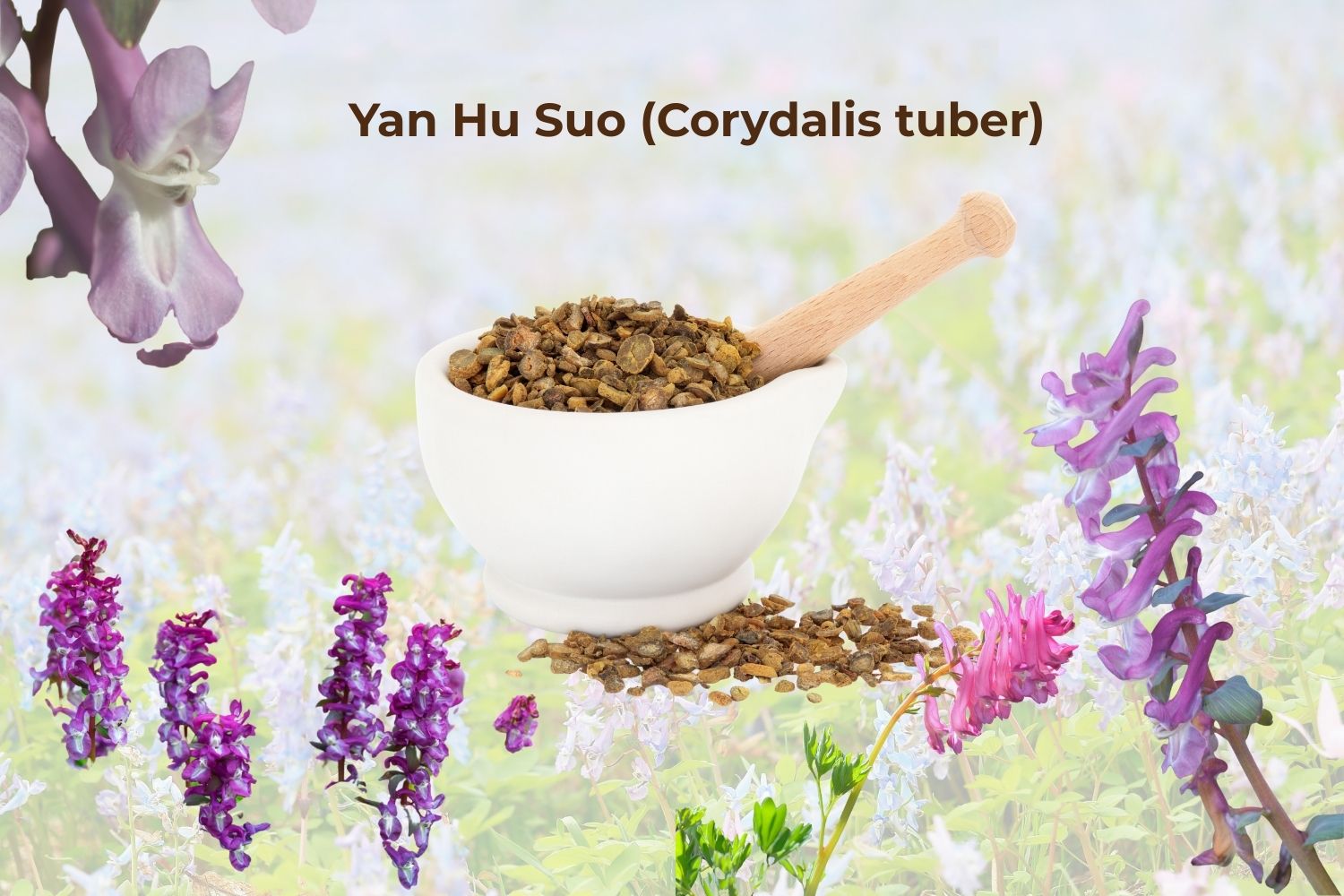 Orion Herbs Company