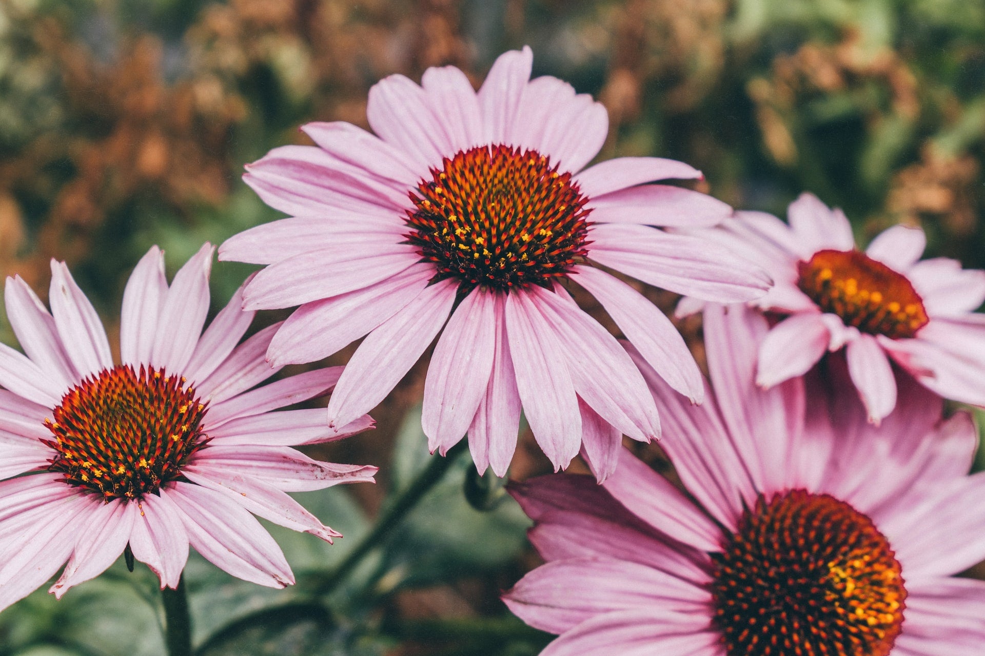 How to use Echinacea effectively