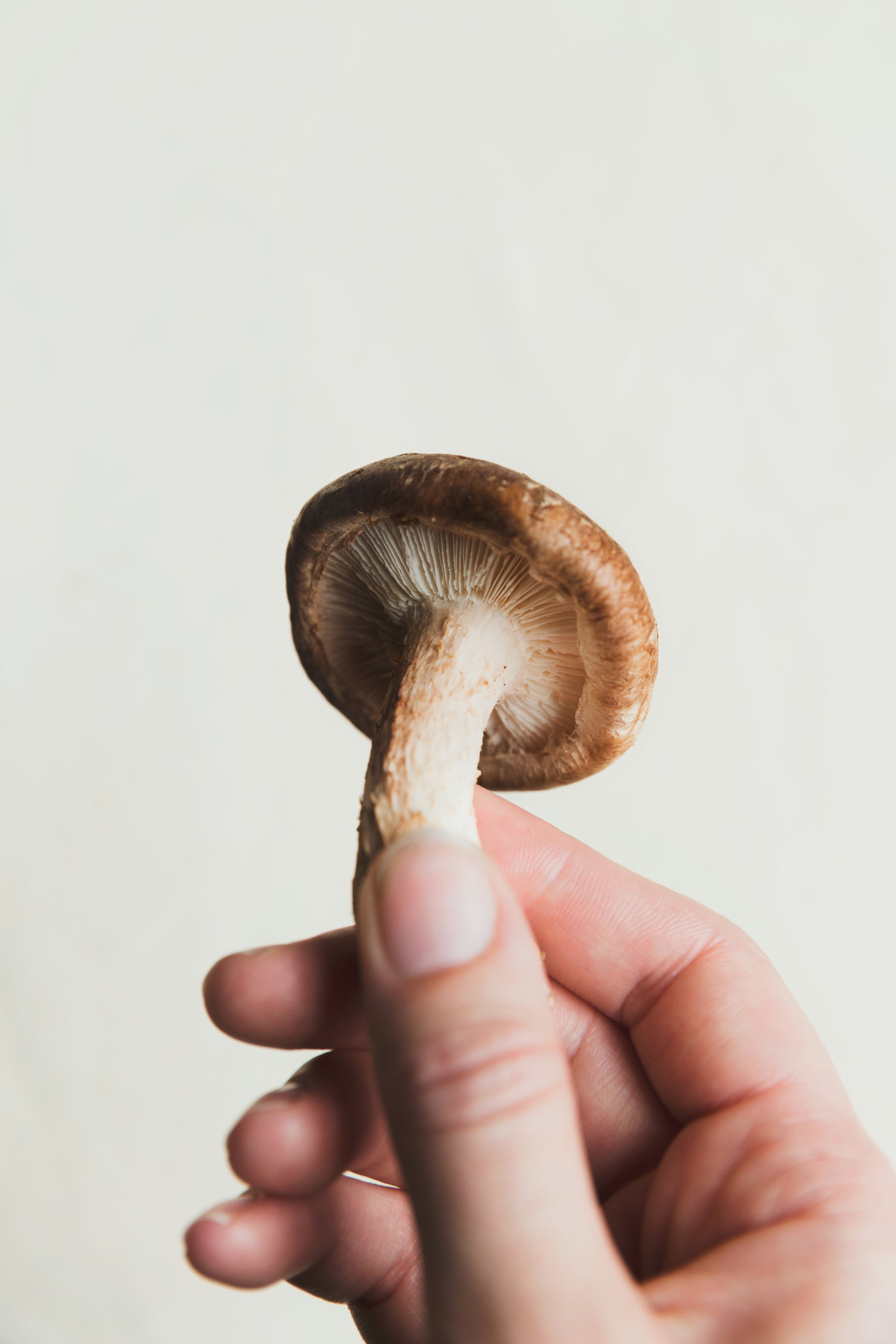 hand-holding-a-mushroom.jpg